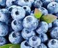 Ripe blueberries - food background.