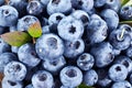 Ripe blueberries - food background.