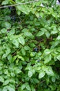 Ripe blueberries growing on a blueberry bush under a protective net