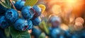 Ripe blueberries on healthy bushes in greenhouse, ready for a plentiful and fruitful harvest