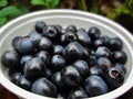 Ripe blueberries lying on a background of moss green