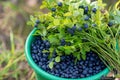 Ripe blueberries in a plastic bucket outdoors, close up Royalty Free Stock Photo