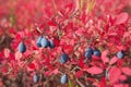 Ripe Blueberries