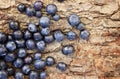 Ripe blueberries