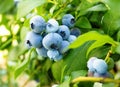 Ripe blueberries Vaccinium Corymbosum in homemade garden. Fresh bunch of natural fruit growing on branch on farm. Close-up.