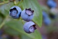Ripe blueberry berry on a blueberry bush Royalty Free Stock Photo