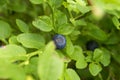 Ripe blueberry in the forest