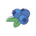 Ripe blueberry isolated vector icon