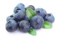 Ripe blueberry with life Royalty Free Stock Photo