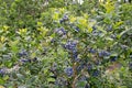 Ripe blueberry on the plantation