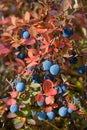 Ripe bog bilberry Royalty Free Stock Photo