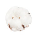 Ripe boll of cotton plant with cottonwool isolated Royalty Free Stock Photo