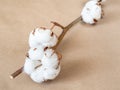 ripe bolls with cotton close up on twig on brown Royalty Free Stock Photo