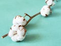 ripe bolls with cotton wool on branch on green Royalty Free Stock Photo