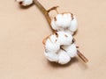 ripe bolls with cotton wool close up on brown Royalty Free Stock Photo