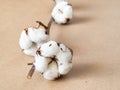 ripe bolls with cotton wool close up on brown Royalty Free Stock Photo