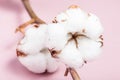Ripe bolls with cottonwool close up on pink