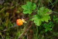 Cloudberry in a marsh Royalty Free Stock Photo