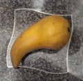 Ripe Bosc pear.
