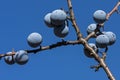 Ripe brackthorn (Prunus spinosa)