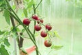 Ripe branch of red cherry tomatoes