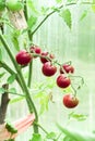 Ripe branch of red cherry tomatoes in the greenhouse Royalty Free Stock Photo