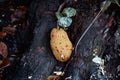 A jackfruit on a tropical tree