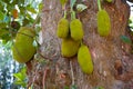 Ripe breadfruits