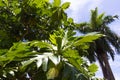 The ripe breadfruits hanging at the tree. There are many breadfruit trees around.