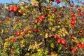 Ripe briar fruits