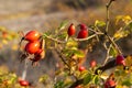 Ripe briar fruits