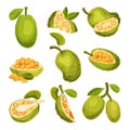 Ripe Bright Green Jackfruit with Seed Coat and Fibrous Core Whole and with Cut Section Vector Set Royalty Free Stock Photo