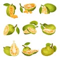 Ripe Bright Green Jackfruit with Seed Coat and Fibrous Core Whole and with Cut Section Vector Set