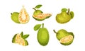 Ripe Bright Green Jackfruit with Seed Coat and Fibrous Core Whole and with Cut Section Vector Set