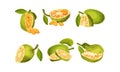 Ripe Bright Green Jackfruit with Seed Coat and Fibrous Core Whole and with Cut Section Vector Set