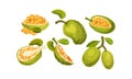 Ripe Bright Green Jackfruit with Seed Coat and Fibrous Core Whole and with Cut Section Vector Set