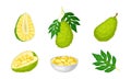 Ripe Bright Green Jackfruit with Seed Coat and Fibrous Core Whole and with Cut Section Vector Set