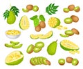 Ripe Bright Green Kiwi and Jackfruit with Seed Whole and with Cut Section Big Vector Set