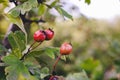 Ripe bright hawthorn berry