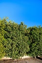 range Trees under Cloudless Blue Arizona Sky Royalty Free Stock Photo