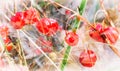 Ripe berries may Lily of the valley in autumn. Royalty Free Stock Photo