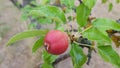 Single red pear closeup on tree branch with wet green leaves Royalty Free Stock Photo