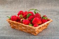 Garden Ripe bright red strawberries fruits. Large juicy strawberries in wicker basket on rustic burlap fabrics background. Royalty Free Stock Photo