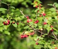 Ripe bright Rowan berries on a tree in September Royalty Free Stock Photo
