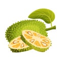 Ripe Bright Whole Jackfruit with Green Seed Coat and Slices Showing Fibrous Core Vector Illustration