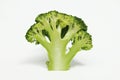 Ripe Broccoli Cabbage Royalty Free Stock Photo