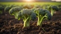 ripe broccoli the garden outdoors leaf nature cultivation harvest summer