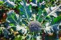 Ripe Broccoli plant in the field from close Royalty Free Stock Photo