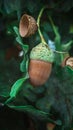 Ripe brown acorns hang between green leaves on an oak tree in the forest on a fine autumn day Royalty Free Stock Photo