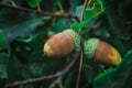 Ripe brown acorns hang between green leaves on an oak tree in the forest on a fine autumn day Royalty Free Stock Photo